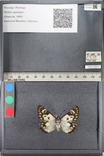 Media type: image;   Entomology 140092